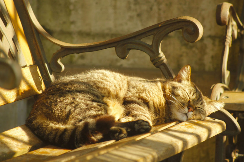 Animal Oasis, pensione per gatti Milano